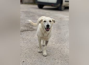 Sky liebe Mischlingshündin ca.1 Jahr alt in Griechenland