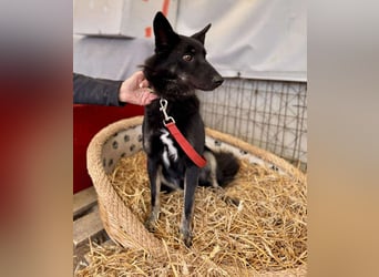 Maria Schäferhundmix-Hündin ca. 4,5 Jahre alt in Ungarn