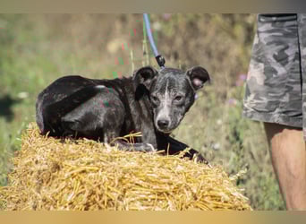 Dariuszina Mischlingshündin ca. 1,8 Jahre alt in Ungarn