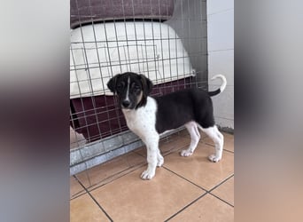 Nelly Mischlingshündin ca. 4 Monate alt in Griechenland