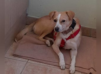 Abigel liebe Mischlingshündin ca. 3,5 Jahre alt in 35641 Schöffengrund