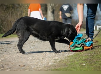 Tibike Mischlingsrüde ca. 1,5 Jahre alt in Ungarn