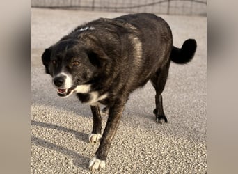 Agapi Mischlingshündin ca. 3 Jahre alt in Griechenland