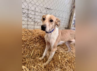 Soy Mischlingshündin ca. 4,5 Jahre alt in Ungarn