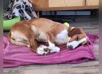 Selma Mischlingshündin ca. 3,5 Jahre alt in 72760 Reutlingen