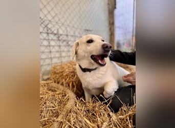 William Labradormix Rüde ca. 3,5 Jahre alt in Ungarn