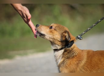Ricky Mischlingsrüde ca. 3 Jahre alt in Ungarn