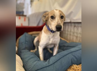 Soy Mischlingshündin ca. 4,5 Jahre alt in Ungarn