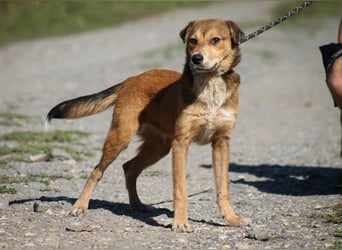 Ricky Mischlingsrüde ca. 3 Jahre alt in Ungarn