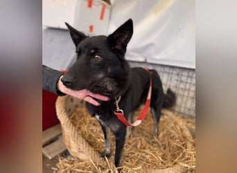 Maria Schäferhundmix-Hündin ca. 4,5 Jahre alt in Ungarn