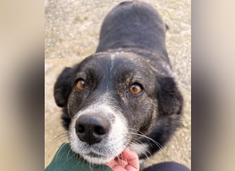 Agapi Mischlingshündin ca. 3 Jahre alt in Griechenland