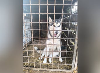 Celine Husky Hündin ca. 1,5 Jahre alt in Ungarn