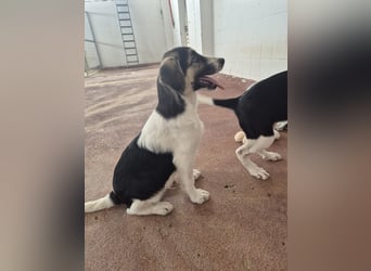 Leo Mischlingsrüde ca. 4 Monate alt in Griechenland