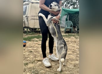 Celine Husky Hündin ca. 1,5 Jahre alt in Ungarn