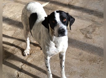 Nea Mischlingshündin ca. 5 Jahre alt in Griechenland