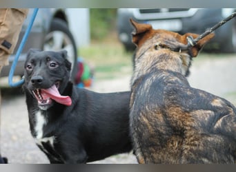 Purci Mischlingsrüde ca. 1,3 Jahre alt in Ungarn