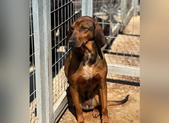 Buddy Mischlingsrüde ca. 4,5 Jahre alt  in Griechenland