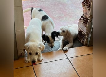 Nala Mischlingshündin ca. 3 Monate alt in Griechenland