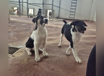 Nelly Mischlingshündin ca. 4 Monate alt in Griechenland