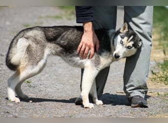 Celine Husky Hündin ca. 1,5 Jahre alt in Ungarn