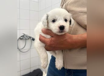 Coco Mischlingshündin 2 Monate alt in Griechenland