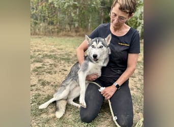 Celine Husky Hündin ca. 1,5 Jahre alt in Ungarn