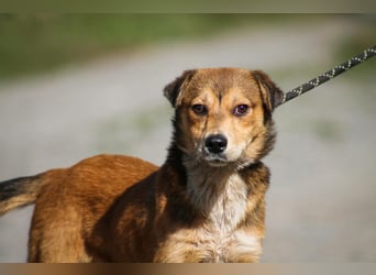 Ricky Mischlingsrüde ca. 3 Jahre alt in Ungarn