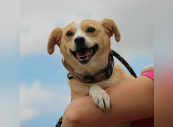 Abigel liebe Mischlingshündin ca. 3,5 Jahre alt in 35641 Schöffengrund