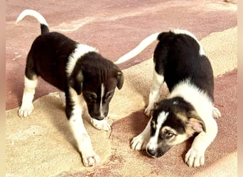 Nelly Mischlingshündin ca. 4 Monate alt in Griechenland