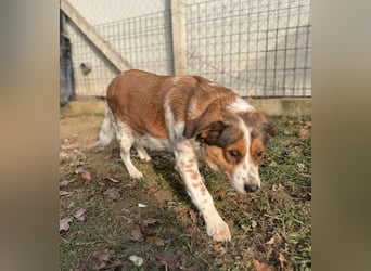 Babette Mischlingshündin ca. 4 Jahre alt in Ungarn