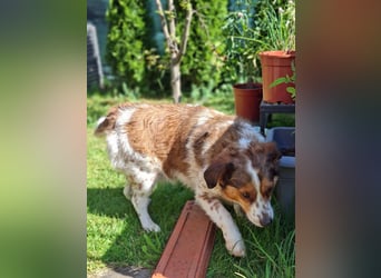 Babette Mischlingshündin ca. 5 Jahre alt in 72587 Böhringen