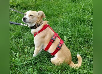 Abigel liebe Mischlingshündin ca. 3,5 Jahre alt in 35641 Schöffengrund