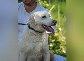 William Labradormix Rüde ca. 3,5 Jahre alt in Ungarn
