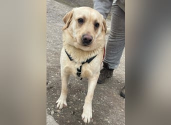 Bradley Mischlingsrüde ca. 1,5 Jahre alt in Ungarn