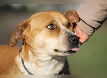Thalia Mischlingshündin ca. 2,8 Jahre alt in Ungarn