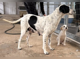 Nea Mischlingshündin ca. 5 Jahre alt in Griechenland