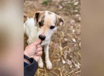 Tofu Mischlingshündin ca. 1,5 Jahre alt in Ungarn