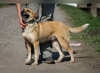 Tiffany Mischlingshündin ca. 1,5 Jahre alt in Ungarn
