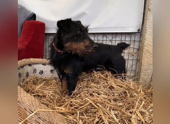 Jericho Terriermischling Rüde ca. 6 Jahre alt in Ungarn