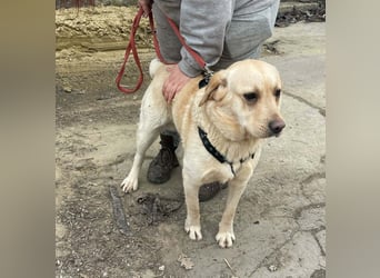 Bradley Mischlingsrüde ca. 1,5 Jahre alt in Ungarn