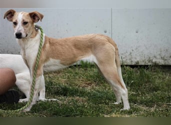 Soy Mischlingshündin ca. 4,5 Jahre alt in Ungarn