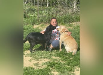 Bradley Mischlingsrüde ca. 1,5 Jahre alt in Ungarn