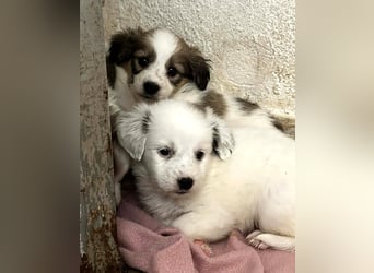 Coco Mischlingshündin 2 Monate alt in Griechenland