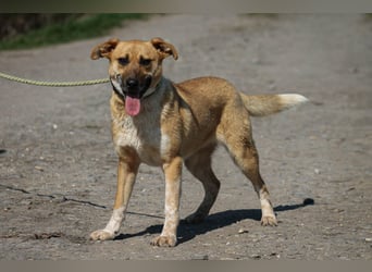 Tiffany Mischlingshündin ca. 1,5 Jahre alt in Ungarn