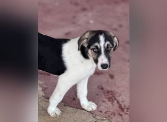 Leo Mischlingsrüde ca. 4 Monate alt in Griechenland