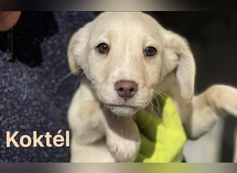 Koktel Mischlingsrüde ca. 5 Monate alt in Ungarn