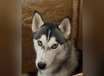 Celine Husky Hündin ca. 1,5 Jahre alt in Ungarn