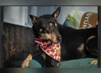 Kola Mischlingshündin ca. 5 Jahre alt in Ungarn