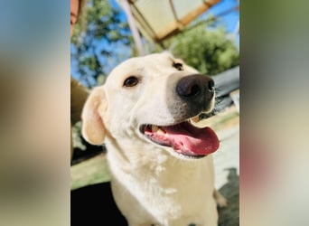 William Labradormix Rüde ca. 3,7 Jahre alt in Ungarn