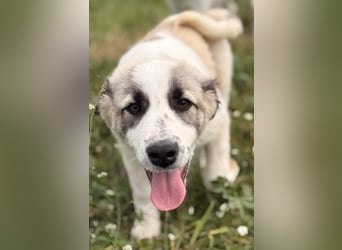 Hermine Mischlingshündin ca. 3 Monate alt in Griechenland